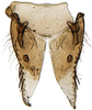 Subgenital plate: Hypacostemma viridissima, subgenital plates, ventrally (PPRI). (Observation).
