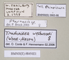 CollectionObject 1563490; de07c452-751f-4685-9c42-1435f6cd9768: copyright natural History Museum, London. (CollectionObject).;CollectionObject 1563491; 50291e33-5ce1-404b-be41-102db5fb136b: copyright natural History Museum, London. (CollectionObject).