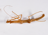 CollectionObject 1560445; 07177fe8-db1f-4fe3-991a-d74a0c90d338: copyright ZMHB, Berlin. female, dorsal view of synonym Ocnophila pallidissima (holotype). (CollectionObject).