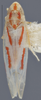 Habitus, dorsal view: !! display not done !! on Dikrella (Dikrella) cruentata (Gillette, 1898): Dorsal. (Observation).