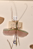 CollectionObject 1559688; 5234bfee-7bdd-45f1-9f4c-158ea6699db1: copyright OUMNH. male, dorsal view of synonym Necroscia marmessus (lectotype). (CollectionObject).