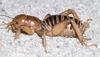 CollectionObject 2782397; 5ddb1b58-d682-4085-889f-a2698d3a684b, CAS Entomology type 20067: (CollectionObject).
