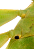 CollectionObject 1586507; 395f2f92-6b01-41f8-bad0-66a7164500f9: copyright Frank Hennemann. female: coxae, ventral view (paratype). (CollectionObject).