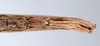CollectionObject 1563151; c107f7a0-a493-4e04-aa36-19985f6d5735: copyright ANSP. female: end of abdomen, ventral view (paratype). (CollectionObject).;CollectionObject 1563152; 0e41580a-7dc6-4e93-b58f-700cad7f1f0f: copyright ANSP. female: end of abdomen, ventral view (paratype). (CollectionObject).