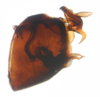 Pygofer, lateral view: !! display not done !! on Javesella (Javesella) pellucida (Fabricius, 1794): (Observation).