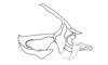 Chlorus bolivianus Bruner, 1913: Fig. 5U. endophallic plate, cingulum and aedeagal valves with sheath, lateral view. (Otu).