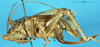 CollectionObject 1578134; 96177bd7-43db-491e-9c10-d9f1491eee82: female, lateral view. (CollectionObject).
