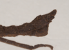 Pylaemenes borneensis (Bragg, 1998): copyright Natural History Museum, London. male: end of abdomen, lateral view (paratype). (Otu).