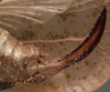 CollectionObject 1505748; 78f03c64-f318-4cbd-86f8-708f1d8849ff: female ovipositor (syntype). (CollectionObject).;CollectionObject 1505749; 992b8a0b-1945-480a-b4d7-1a5a2b35fd26: female ovipositor (syntype). (CollectionObject).