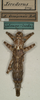 CollectionObject 1562345; NMW 721, 327d39b1-386d-481b-a129-15302719ed63: copyright NHMW, Vienna. female (holotype). (CollectionObject).