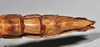 CollectionObject 1559758; 7601fd61-524c-437e-8a31-823fc6fbd25c: copyright NTUC. female: end of abdomen, ventral view (paralectotype). (CollectionObject).;CollectionObject 1559759; e467e78d-6ce4-4632-b449-eec0a1e2ea1a: copyright NTUC. female: end of abdomen, ventral view (paralectotype). (CollectionObject).