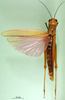 CollectionObject 1501114; 09c2d3db-8c61-4fac-9f06-ff10df8388be: female, dorsal view (syntype of Chariacris amethystina). (CollectionObject).