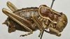 CollectionObject 1534967; 8dd7d2dd-75e0-4986-8840-160707c6e99a: male, lateral view (lectotype). (CollectionObject).