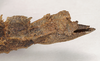 CollectionObject 1561821; c6b78b68-04f1-4a26-a7fa-c3d8ba93f2b9: copyright Natural History Museum, London. female: end of abdomen, lateral view (holotype). (CollectionObject).
