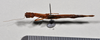 CollectionObject 1559851; a19eb260-1d37-40ef-b547-e1b1d39f104b: copyright NTUC. female, ventral view (syntype). (CollectionObject).;CollectionObject 1559852; 4f342293-8e32-43c8-aabd-67b5d43b4610: copyright NTUC. female, ventral view (syntype). (CollectionObject).;CollectionObject 1559853; 0624c8e5-f118-4578-a4ab-ef2df37cb695: copyright NTUC. female, ventral view (syntype). (CollectionObject).