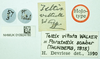 CollectionObject 1587046; ed82f4cc-ebd2-4852-9eca-19f715fdce95: labels (holotype of Tettix vittata). (CollectionObject).