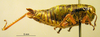 female, lateral view (syntype). Depicts CollectionObject 1530665; 386afde3-600d-4924-b672-8d4889a22293, a CollectionObject.