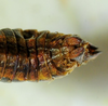 CollectionObject 1498700; 7a89fd7a-e56b-4c03-80b6-015f831b3428: female abdomen tip, dorsal view. (CollectionObject).