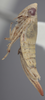 Habitus, lateral view on Athysanella (Gladionura) falla Blocker & Johnson, 1990: Lateral - female. (Observation).