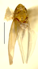 Habitus, dorsal view on Erythridula ilicis (Ross, 1953): Habitus (holotype of E. navoides Hepner, INHS collection). (Observation).