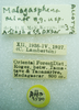 CollectionObject 1568967; 4c000d23-215a-48cb-b828-be3400c37603: labels (allotype). (CollectionObject).