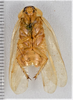 CollectionObject 1613728; d68806a0-4e78-4751-883c-597140c7e711: (CollectionObject).