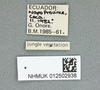 CollectionObject 1596224; 109cc1ac-a5b0-48e9-a367-69337bb862a6: copyright NHMUK London. male, data labels (holotype). (CollectionObject).