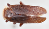 Habitus, dorsal view: !! display not done !! on Poblicia thanatophana Kirkaldy, 1907: (Observation).