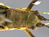 CollectionObject 1593138; 4a056888-9c80-4f21-b203-9eaa29f5e006: male head and pronotum, dorsal view. (CollectionObject).