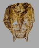 CollectionObject 1499290; 99d63244-8542-42bd-939b-6f09794e50ff: Male, subgenital plate, ventral view (holotype). (CollectionObject).