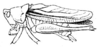 Orchelimum (Orchelimum) agile (De Geer, 1773): Pl. IV, Fig. 80 a. male habitus (Xiphidium nitidum, pronotum length 5 mm, tegmina 23.5 mm). (Otu).