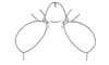 Aspidophyma americana Bolívar, 1884: Fig. 16. head, dorsal view. (Otu).