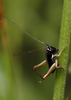 CollectionObject 1574028; 687edd6b-6f65-462a-99d5-b6971c943841: juvenile (Albania, Thatë Mts). (CollectionObject).
