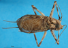 CollectionObject 1575838; 6a67d778-f213-474f-8876-dd8217b6007e: male, dorsal view. (CollectionObject).