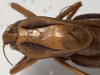 CollectionObject 1527265; a67f68f3-4285-4a41-a4cd-e7a71b7f070d: male pronotum, dorsal view. (CollectionObject).