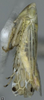 Habitus, lateral view on Cosmotettix (Airosus) costalis (Fallén, 1826): Habitus, lateral view. (Observation).