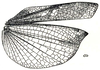 Scirtotypus aberrans Brunner von Wattenwyl, 1898: Fig. 41. female wings (elytron 25.5 mm, ala 23.5 mm). (Otu).