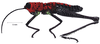 Exerythracris volcanica Rowell, 1995: male, lateral view. (Otu).