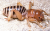 CollectionObject 2797427; CAS Entomology type 20199, 4aa12a73-315d-4cb1-b015-3b7410106a1a: (CollectionObject).
