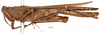 CollectionObject 1577270; OUM 725 3/3, b5cd880f-5bc2-4a5a-952b-895086bbb848: female, lateral view (paralectotype). (CollectionObject).