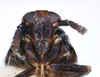 Head: !! display not done !! on Pissonotus nigriculus Morgan & Beamer, 1949: (Observation).