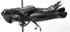 CollectionObject 1518723; de448c35-1447-4b06-977c-b4f4a06f4305: female, lateral view (holotype). (CollectionObject).
