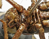 CollectionObject 1535968; 447d7091-fcad-48f0-9081-27e7b245c32e: female sternum (paratype). (CollectionObject).