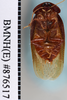 CollectionObject 1573297; 36df2ab9-6218-4bf8-9ccd-d1f50a9ca2b8: Copyright NHM, London. Male: ventral view, non-type. (CollectionObject).