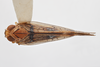 Habitus, dorsal view: !! display not done !! on Neocolpoptera portoricensis Dozier, 1931: (Observation).