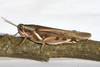 FieldOccurrence 108; a4dbf272-aab8-4be8-ad30-c9a40adee99f; Kilimanjaro southern slopes, 2013/11/??: female, lateral view. (FieldOccurrence).