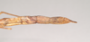 CollectionObject 1562028; NHMUK(SF IMPORT DUPLICATE) 844848, 8588c4b1-ecf0-4b76-a358-14f9321ab8f8: Natural History Museum, London. female: end of abdomen, lateral view of Necroscia sipylus (lectotype). (CollectionObject).