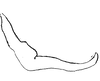 Stylus: !! display not done !! on Curtara (Curtara) angusta DeLong, 1980: Male: style, lateral view. (Observation).