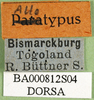 CollectionObject 1502323; 2c220161-4661-4d18-bb6a-f0c8362f867b, DORSA BA000812S04: labels (syntype). (CollectionObject).