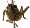CollectionObject 1529623; 468f95df-a044-409c-ac2c-244e323288d1: male, frontal view (holotype). (CollectionObject).